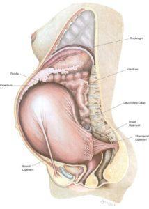 Groin pain during early pregnancy